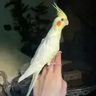 للبيع ببغاء الروز الأليف