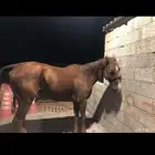 حصان انجليزي