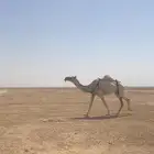 للبيع خفوت توه معزول ولدها سلم من جميع العذاريب