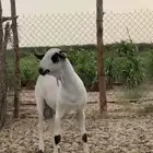 القوز