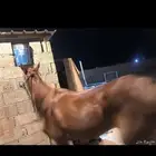 فرس شعبية