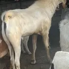 للبيع تيس بيشي حار السن رباع