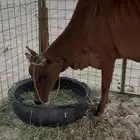 بقرة تحتها حسيلة عمرها 4 اشهر واحتمال البقرة لقاح في شهرين