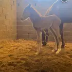فرس شعبية معها مهرة