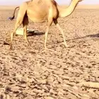 بكر القحه هجن