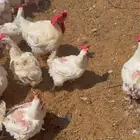 دجاج لاحم للبيع اوزان ممتازه وصحة شرط