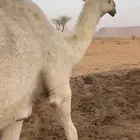 للبيع ثنيه مغتر ضروبه توه مبيوع ولدها البكر