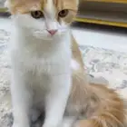 قط شيرازي لتبني