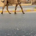 بعير اصفر