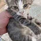 للتبني دون مقابل عدد 2 قطط صغيرة