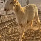 رخل صنف