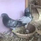 حمام باكستاني