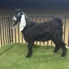 مشروع فحل عارضي