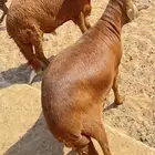 سواكنى اوزان من 45الى 50