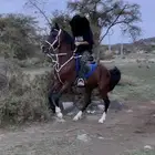 حصان شعبي