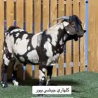 فحل كلهاري جيشي بيور صافي المزاحمية