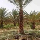 نخل عربي ونخل وشنطني بجميع الأنواع وزرعه والقلع