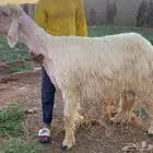 فحل نجدي ابيض مشروط
