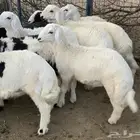 بهم تربيه طليان تم البيع