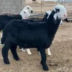 للبيع بهم نجد العدد 21