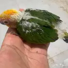 للبيع فروخ غر