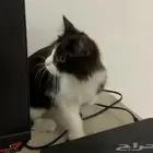 قط للتبني