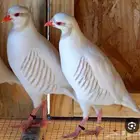للبيع حجل شنير كريمي