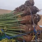 نخل مثمر للبيع