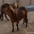 طليين سواكني مرابي