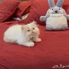 قطط بيرشن بيور