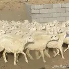رخال حريات فوواخر تأسيس مراح 70 ( تم البيع)