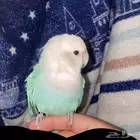 طير روز ازرق اليف هدد داخلي