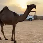 بكره صفرا للبيع