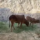 بقره رباع دافع في 6 شهور يتبعها عجله
