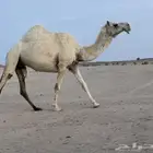 رمانيه لقحه لها 7 شهور علا باتلي القرموط ومنتج