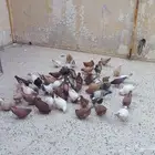 حمام كنق