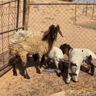 نعيميه معها 3