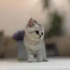 كتن سكوتش ستريت