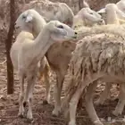 ضان مقاني اسنان متنوعة القنفذة