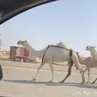 عشرا طيبه تحتها قعود