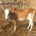 حسيله للبيع العمر سنه. ماشاء الله تبارك الله.