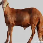 توريد خرفان سواكني داخل و خارج جده