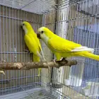 عشه كويكر ازواج شرط انتجه