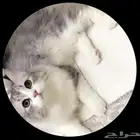 قطو ذكر مفقود