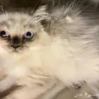 قطط