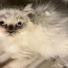 قطط