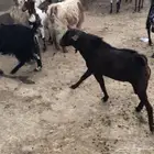 فحل معزا