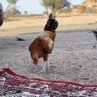 دجاج