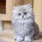 للتبني شيرازي