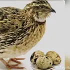 بيض سمان تكساس وبلدي